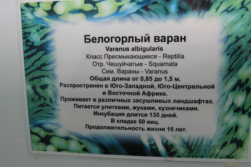 Экзатычныя вараны, якіх канфіскавала мытня, застануцца жыць у гродзенскім заапарку