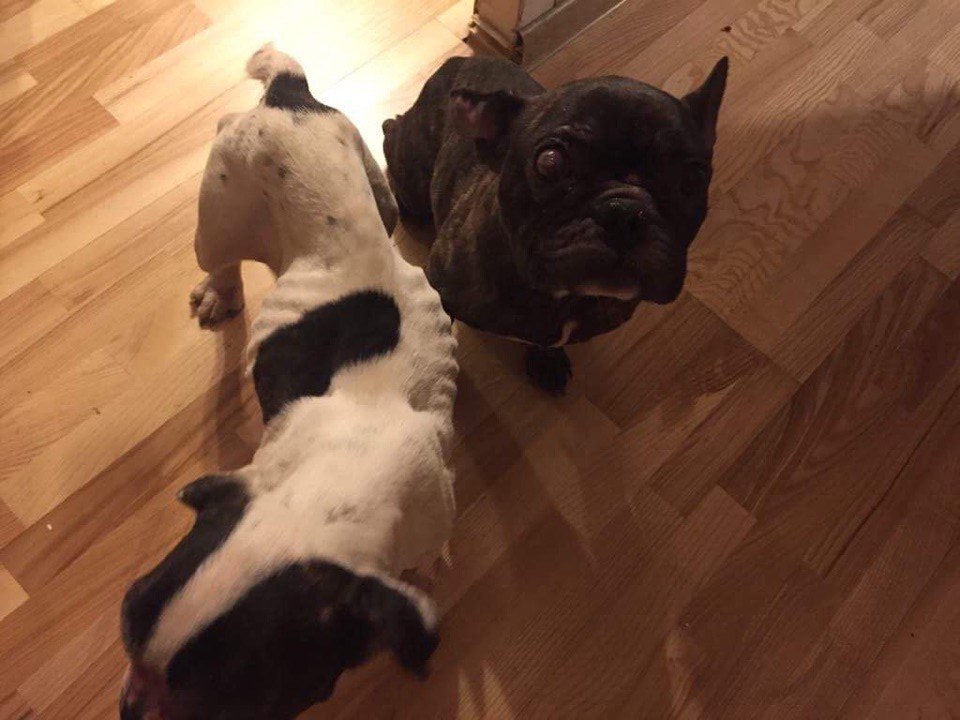 Пра годную старасць могуць толькі памарыць. Як пакутуюць сабакі ў “чорных заводчыкаў”