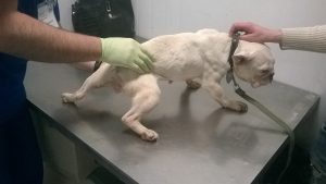 Пра годную старасць могуць толькі памарыць. Як пакутуюць сабакі ў “чорных заводчыкаў” Пра годную старасць могуць толькі памарыць. Як пакутуюць сабакі ў “чорных заводчыкаў”