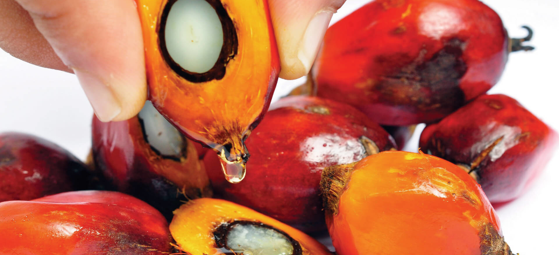 У Гродне пальмавы алей тэстуюць на студэнтах і пацуках. Што з "пальмай" не так?