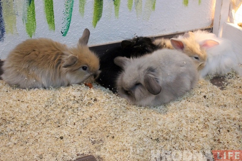 У Гродне адкрыўся яшчэ адзін кантактны заапарк. Там можна дакрануцца да кенгуру У Гродне адкрыўся яшчэ адзін кантактны заапарк. Там можна дакрануцца да кенгуру