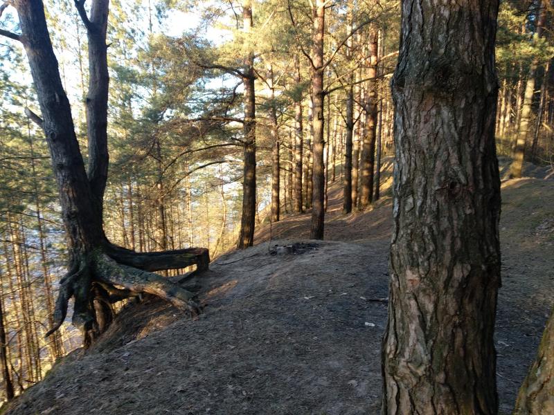 Бабры, ласі і дзікі ў межах Гродна. Як мясцовы натураліст здымае відэа пра незвычайных гарадскіх суседзяў