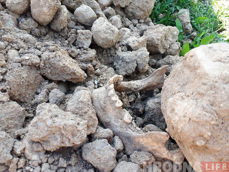 На вайсковых могілках на Белуша будаўнікі раскапалі нямецкія пахаванні На вайсковых могілках на Белуша будаўнікі раскапалі нямецкія пахаванні