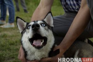 Ці стануць сабакі Гродна сябрамі ЖКГ. Жыхары Дзевятоўкі працягваюць змагацца за пляцоўку для выгула Ці стануць сабакі Гродна сябрамі ЖКГ. Жыхары Дзевятоўкі працягваюць змагацца за пляцоўку для выгула