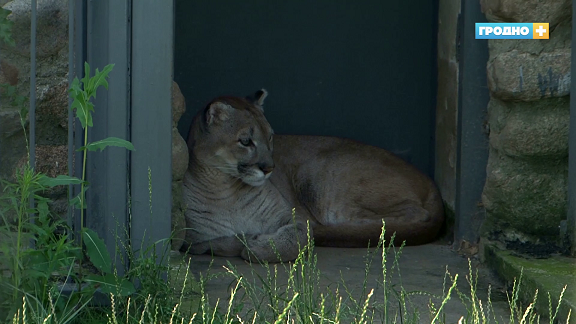 У Гродзенскім заапарку з'явілася белая палярная сава, як у "Гары Потэры"