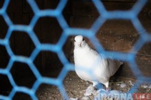 Гродзенскі пенсіянер распавёў як вулічны голуб дапамагае яго курыцы несці яйкі