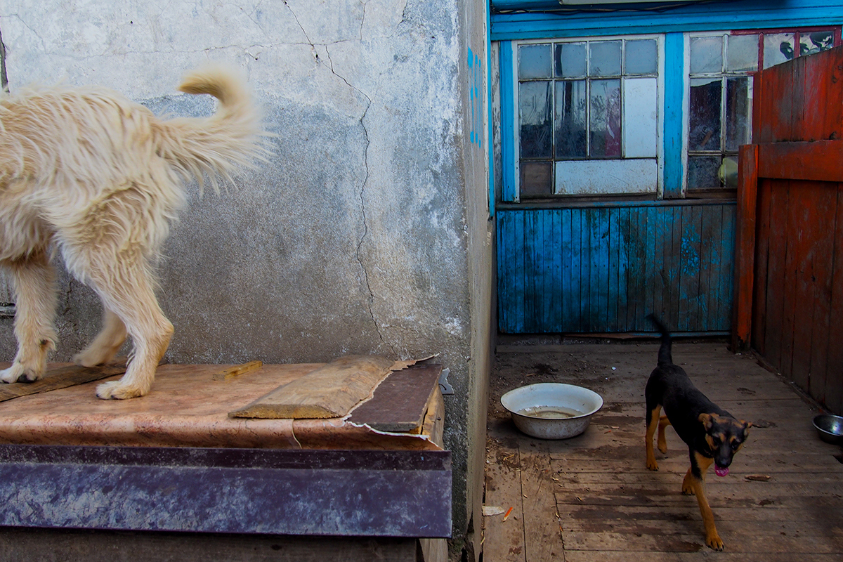 "Собаки интервью не дадут". Фотоистория о жизни приюта для бездомных животных в Гродно