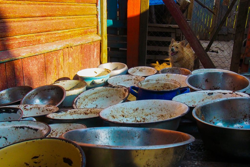 "Сабакі інтэрв'ю не дадуць". Фотагісторыя пра жыццё прытулка для бяздомных жывёлаў у Гродне