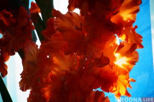 Выстава гладыёлусаў, якіх немагчыма не палюбіць, праходзіць у Гродне Выстава гладыёлусаў, якіх немагчыма не палюбіць, праходзіць у Гродне