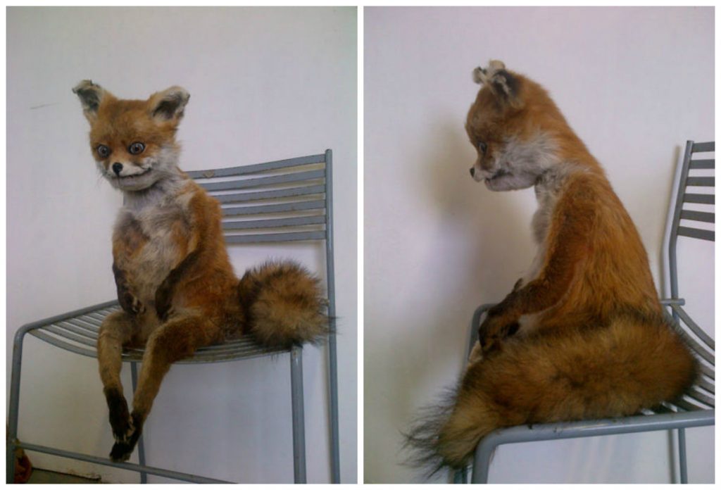 У Гродзенскім раёне зарэгістраваны чарговы выпадак шаленства. Ужо восьмы ў гэтым годзе