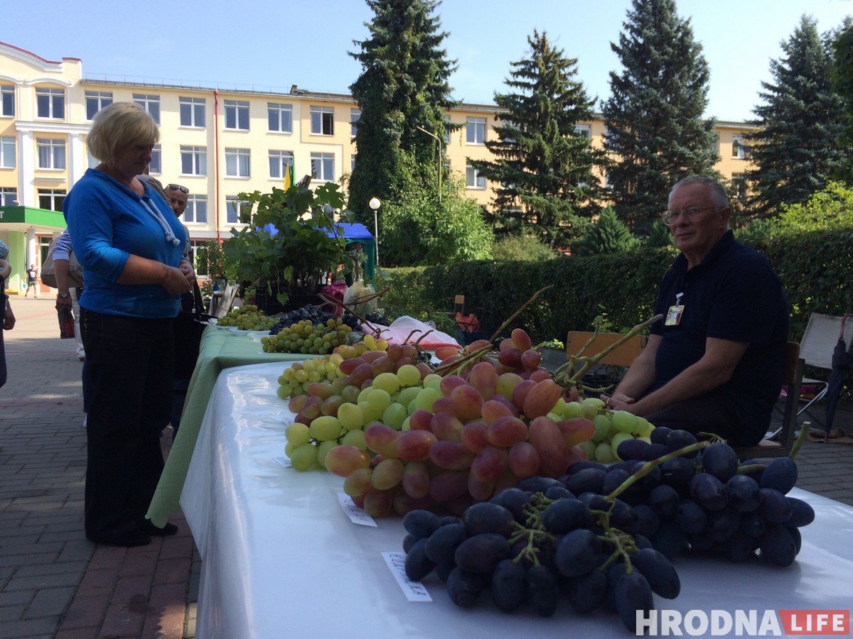 “Ужо не круцяць ля віска”. У Гродне сабраліся вінаградары з усёй Беларусі