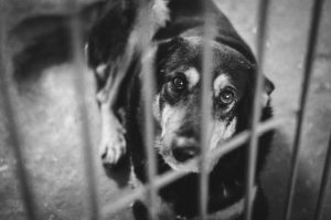 У Гродне хатніх жывёл вакцынуюць супраць шаленства: дзе можна прышчапіць гадаванца У Гродне хатніх жывёл вакцынуюць супраць шаленства: дзе можна прышчапіць гадаванца