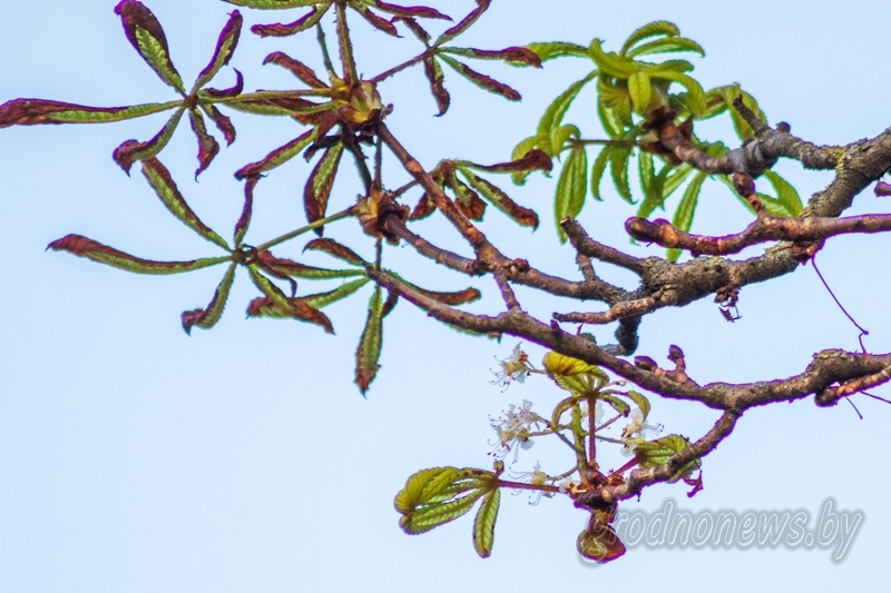 Фотафакт: у Гродне заквітнелі каштаны