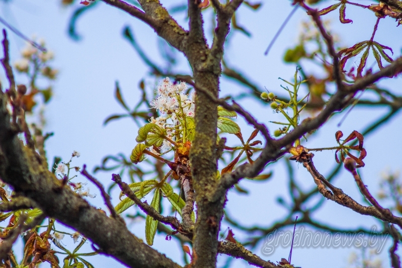 Фотафакт: у Гродне заквітнелі каштаны