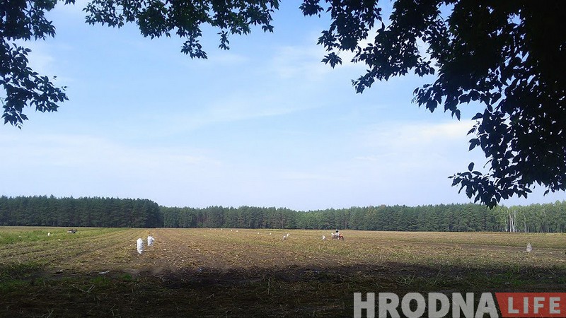 Выкопали! Беларуская бульба как медитация и символ жизни