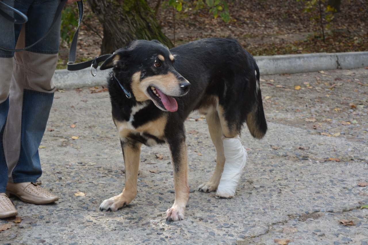 Сабака, якога выкінулі з чацвёртага паверху, вылечыўся і шукае новых гаспадароў