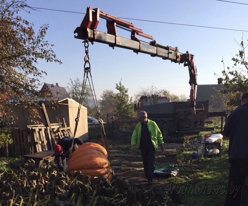 Новыя рэкорды. Гродзенскі дачнік, які выгадаваў гіганцкі гарбуз, рыхтуецца атрымаць ураджай хурмы