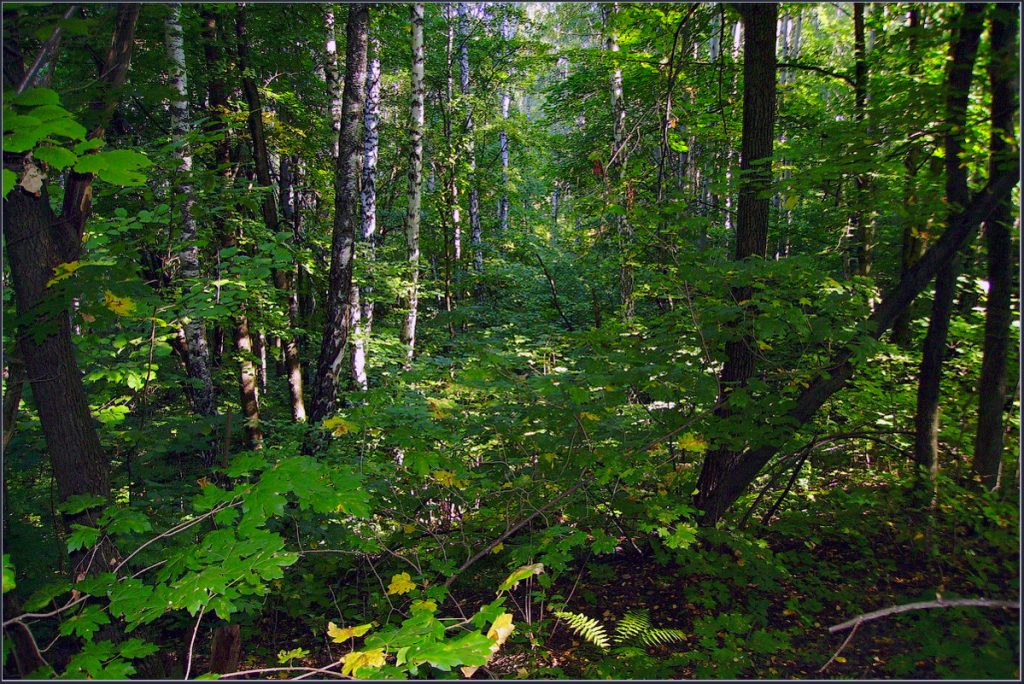 У Лідскім раёне знойдзены астанкі мужчыны, які прапаў 10 гадоў таму
