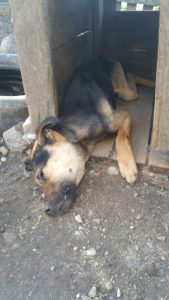 «З пачатку года тут загінула шэсць казуль». На М6 збілі дзікую жывёлу там, дзе скончылася сетка