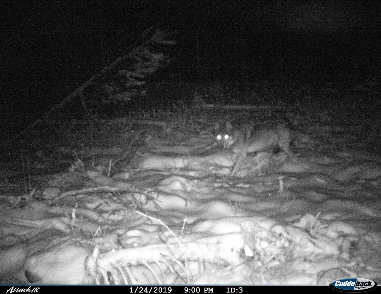 У Беларусі застрэлілі ваўка, якому выбіралі імя ўсёй краінай
