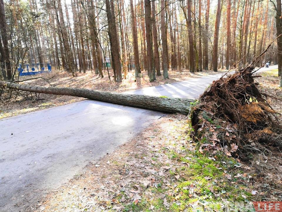 Моцны вецер у Гродне ламае дрэвы і знакі. Пашкоджаныя аўто
