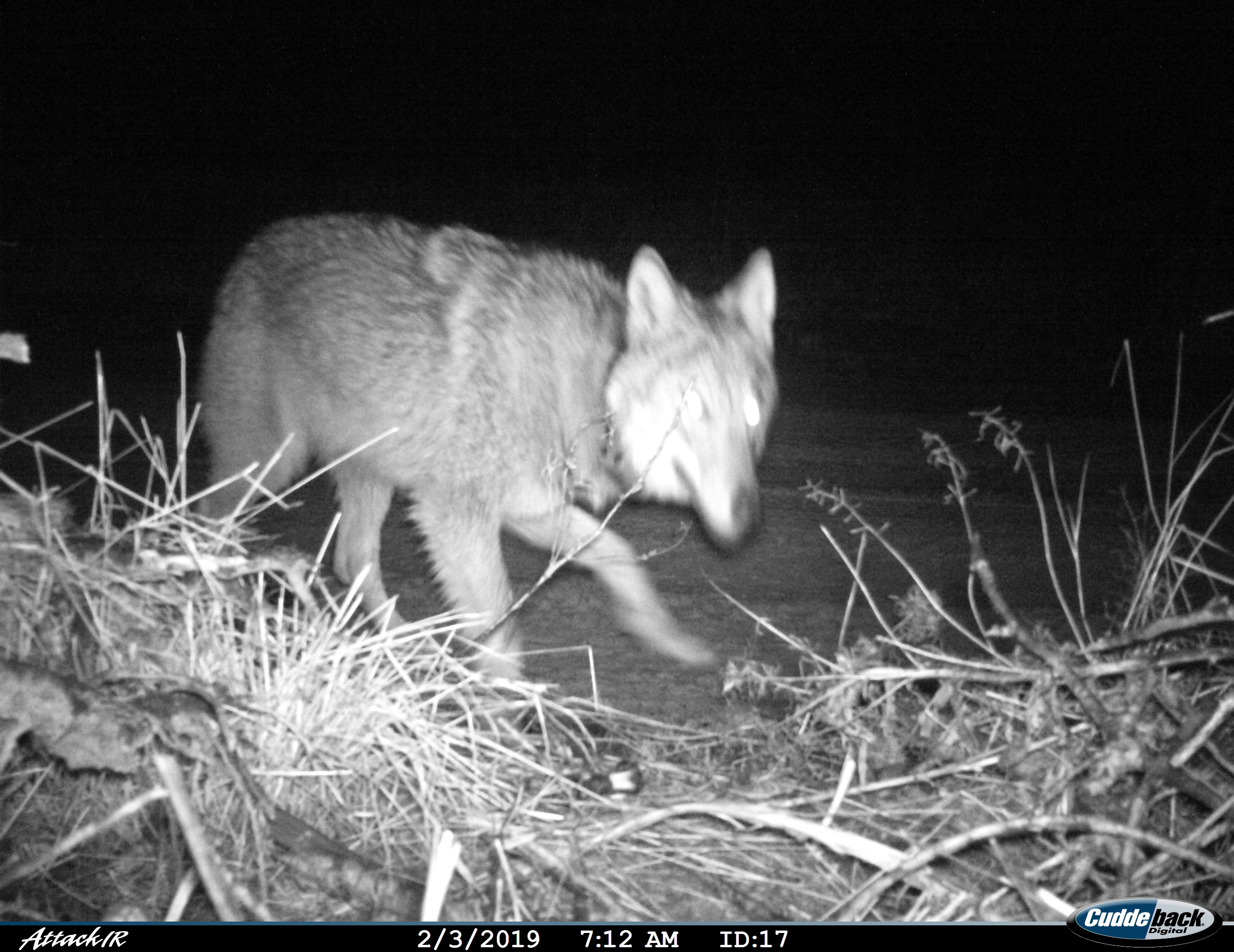 Маладая Лу́на Палесся: беларусы выбралі імя для ваўчыцы