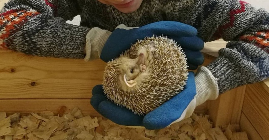 У Гродне праверылі кантактны заапарк: уладальнікам пагражае штраф да 1 275 рублёў