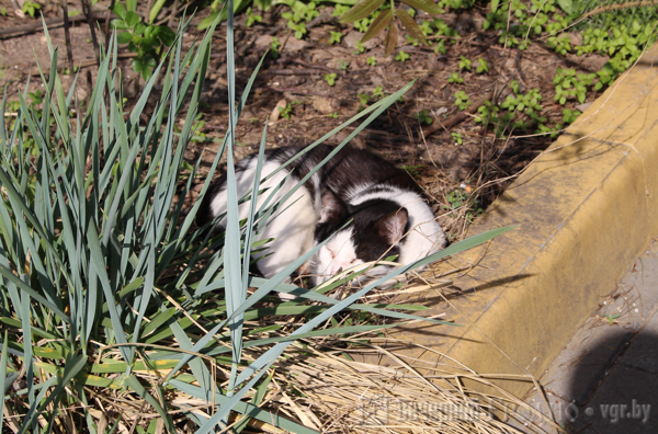 Маленькая вуліца з вялікай гісторыяй - рэпартаж з 1 Мая, дзе двары патанаюць у колерах, але не хапае цішыні і вады