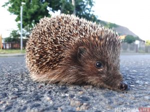 “Пітон не прадаецца”. Дзе ў Гродне набыць змяю і як яе ўтрымліваць?
