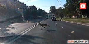 Там, дзе збілі зубра, на трасу выйшлі трое зубранятаў. Пільнуйцеся! Там, дзе збілі зубра, на трасу выйшлі трое зубранятаў. Пільнуйцеся!