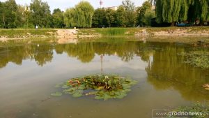 У Гродзенскай вобласці пачынаецца сезон збору бярозавага соку У Гродзенскай вобласці пачынаецца сезон збору бярозавага соку