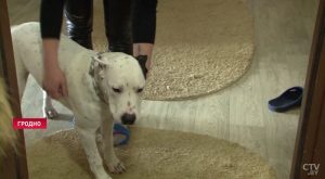 Ліса з Румлёўскага парку пачала прыходзіць у дзіцячы сад