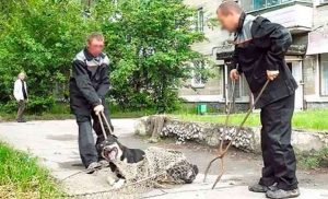 Гродзенскія зоаабаронцы шукаюць домік для сабак - стары знясуць пад новы мікрараён