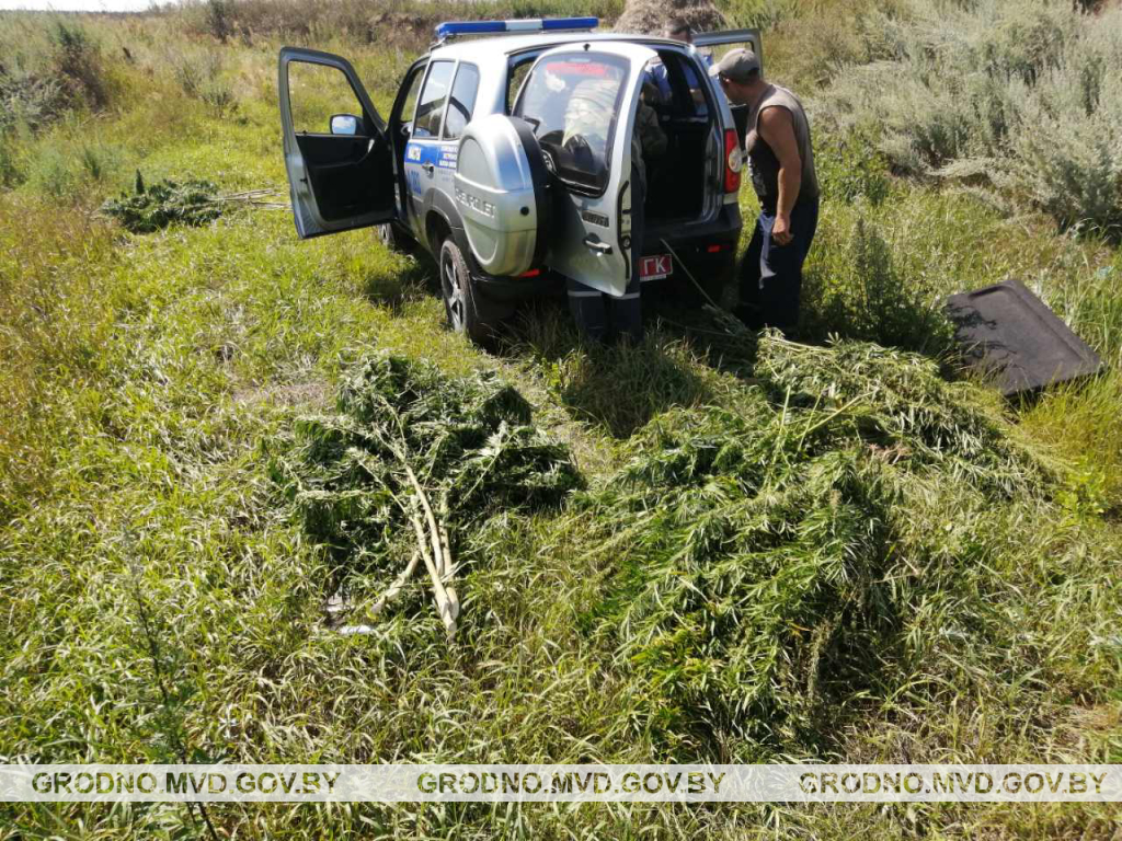 В Мостовском районе уничтожили почти пол гектара конопли