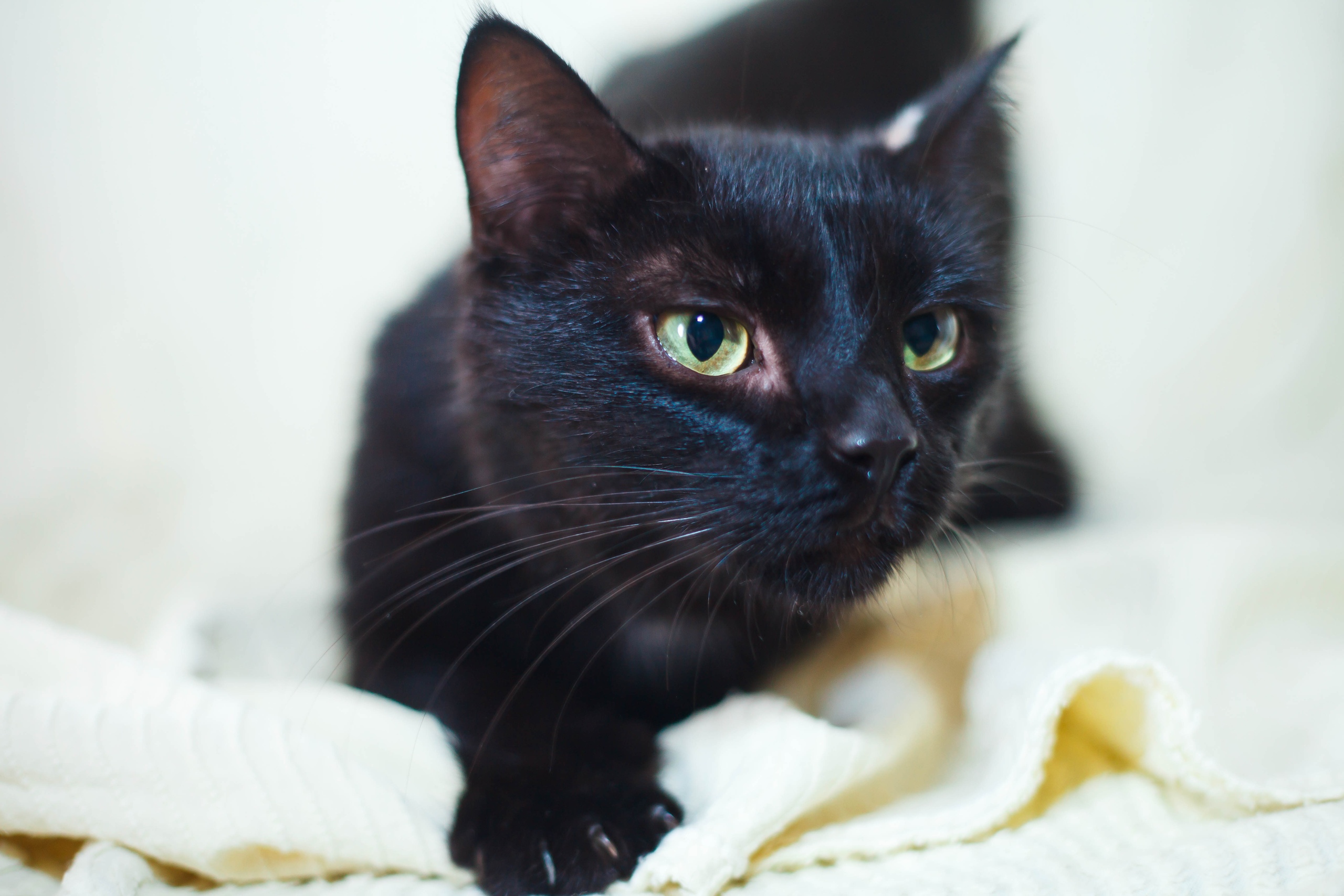 Жывёлы шукаюць дом: сабакі-ахоўнікі і ласкавыя коцікі, якіх вы можаце ўзяць да сябе