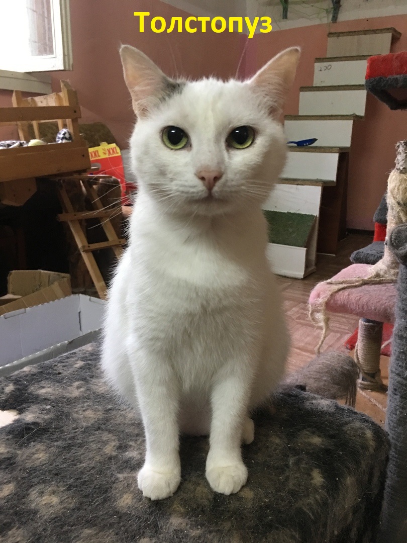 Жывёлы шукаюць дом: сабакі-ахоўнікі і ласкавыя коцікі, якіх вы можаце ўзяць да сябе