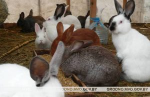 У адлоўнiк САГа паступіў сабака з урослым у шыю ланцугом У адлоўнiк САГа паступіў сабака з урослым у шыю ланцугом