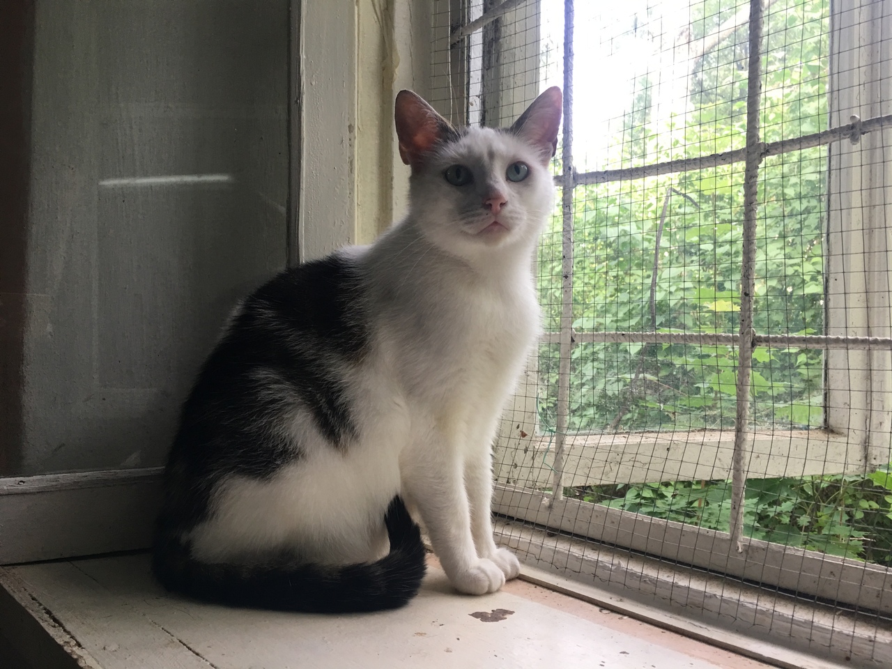 Жывёлы шукаюць дом: выбірай котку або сабаку, якія вельмі хочуць з табой пасябраваць