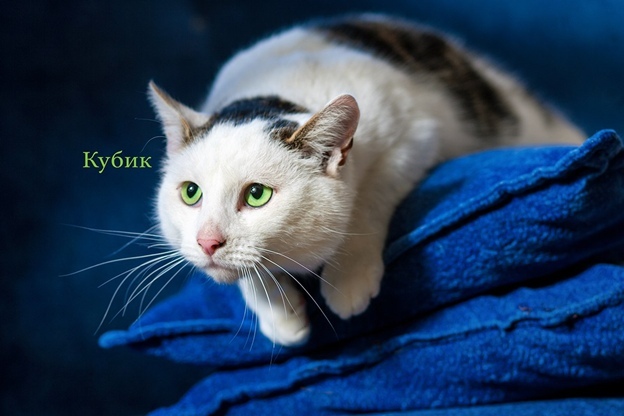 Жывёлы шукаюць дом: выбірай котку або сабаку, якія вельмі хочуць з табой пасябраваць