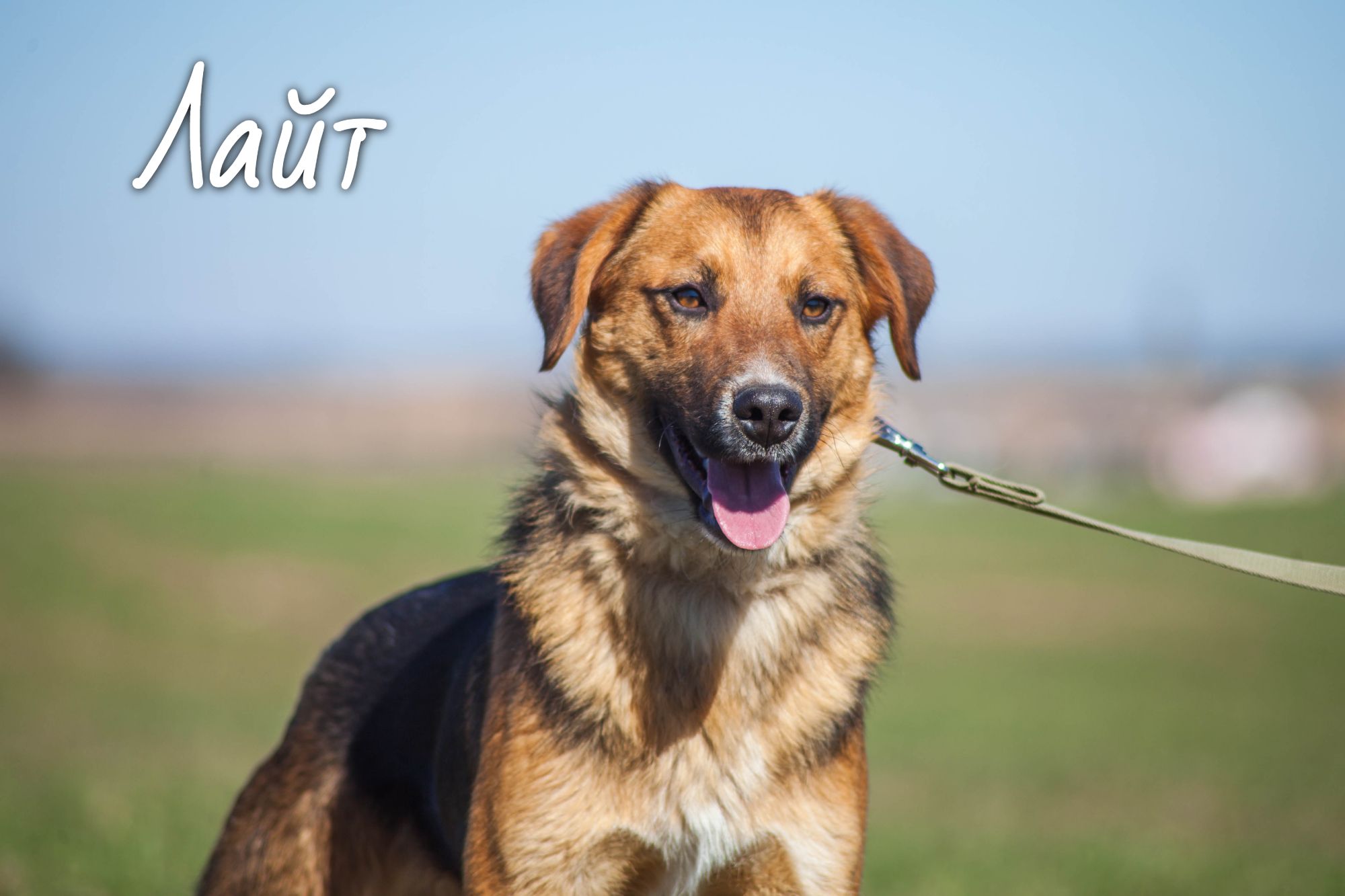 Жывёлы шукаюць дом: выбірай котку або сабаку, якія вельмі хочуць з табой пасябраваць