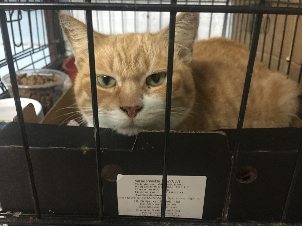 Жывёлы шукаюць дом: выбірай котку або сабаку, якія вельмі хочуць з табой пасябраваць