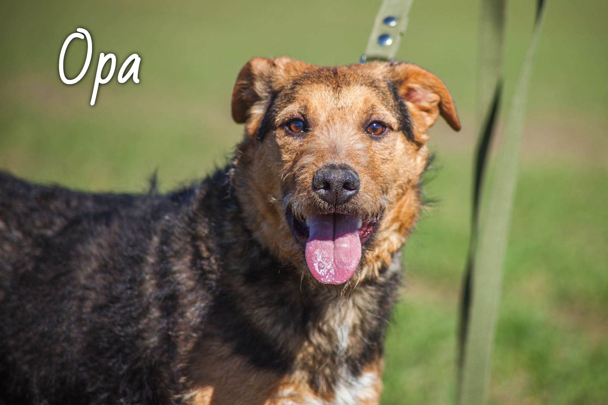 Жывёлы шукаюць дом: выбірай котку або сабаку, якія вельмі хочуць з табой пасябраваць