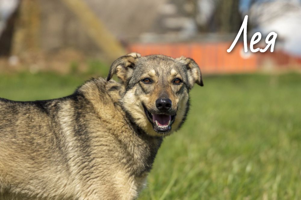 Жывёлы шукаюць дом: сабакі-ахоўнікі і ласкавыя коцікі, якіх вы можаце ўзяць да сябе