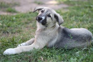 За пахаванне хатняй жывёлы ў зямлю можна атрымаць штраф. Што рабіць, калі памёр гадаванец?