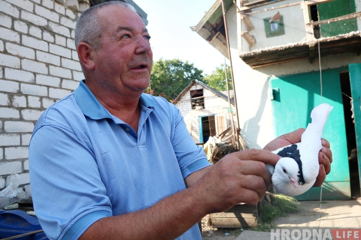 Гродненец 50 лет разводит голубей: «Раньше было модно, сейчас - занятие для души»