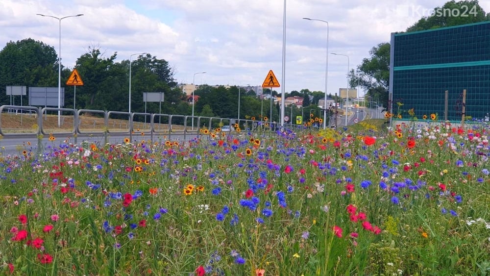 Хочешь, чтобы в Гродно появились цветущие газоны? Поддержи петицию!