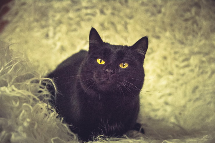 Животные ищут дом: щенки-милашки и черные кошки-музы поэтов