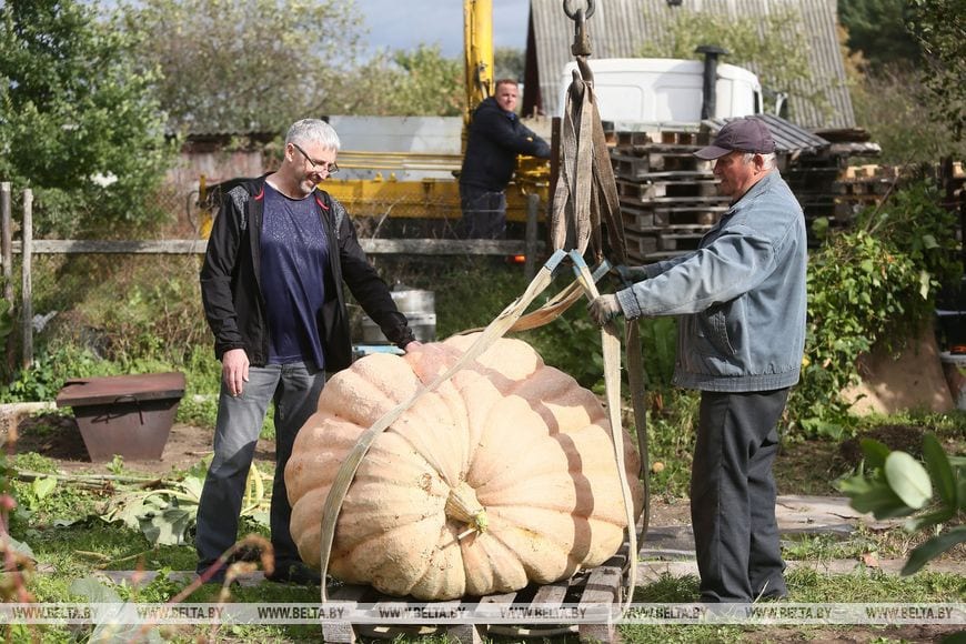 Гарбуз вагой 450 кг можна ўбачыць у Каробчыцах пад Гродна