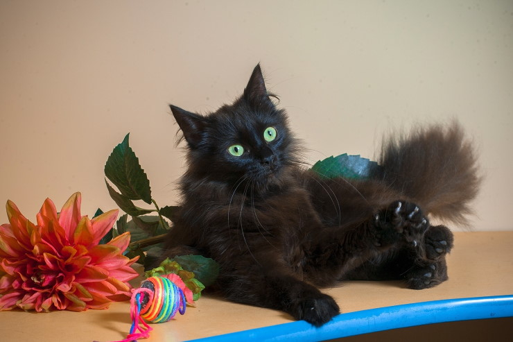 Животные ищут дом: щенки-милашки и черные кошки-музы поэтов