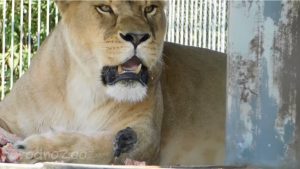 "Спроба цікавая". Арнітолаг - пра птушку, якая крала мяса ў льва ў гродзенскім заапарку